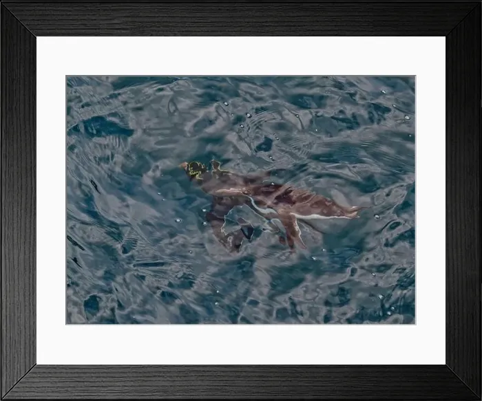 Framed Print : Penguin Macaroni (Eudyptes chrysolophs) swimming underwater, Hercules Bay, South Georgia, January 2014 Framed Print : Penguin Macaroni (Eudyptes chrysolophs) swimming underwater, Hercules Bay, South Georgia, January 2014