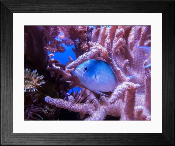 Framed Print : Close view of a small perch between reddish corals Framed Print : Close view of a small perch between reddish corals