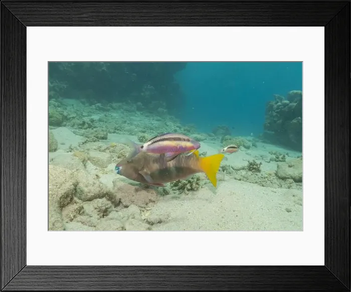 Framed Print : Fish swimming in the Red Sea, colorful fish, Eilat Israel Framed Print : Fish swimming in the Red Sea, colorful fish, Eilat Israel