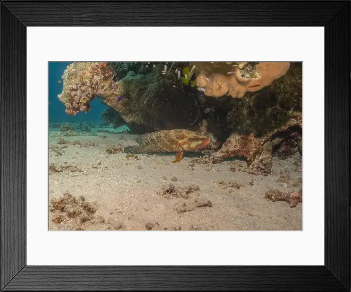 Framed Print : Fish swimming in the Red Sea, colorful fish, Eilat Israel Framed Print : Fish swimming in the Red Sea, colorful fish, Eilat Israel