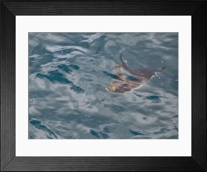 Framed Print : Penguin Macaroni (Eudyptes chrysolophs) swimming underwater, Hercules Bay, South Georgia, January 2014 Framed Print : Penguin Macaroni (Eudyptes chrysolophs) swimming underwater, Hercules Bay, South Georgia, January 2014