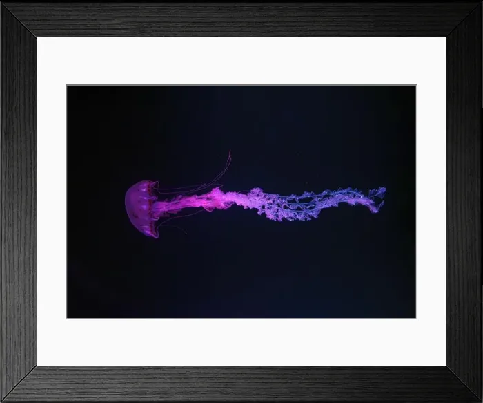 Framed Print : Purple striped Jellyfish, Chrysaora colorata swimming in dark water of aquarium tank illuminated with pink neon light Framed Print : Purple striped Jellyfish, Chrysaora colorata swimming in dark water of aquarium tank illuminated with pink neon light