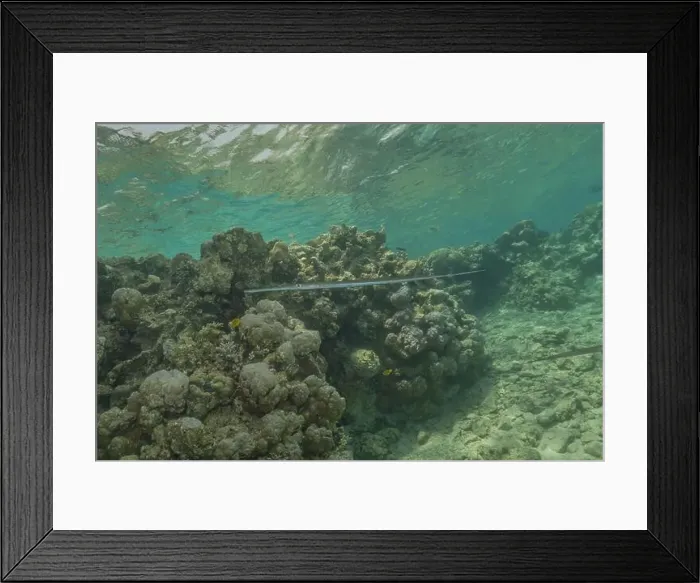Framed Print : Squid in the Red Sea Colorful and beautiful, Eilat Israel Framed Print : Squid in the Red Sea Colorful and beautiful, Eilat Israel
