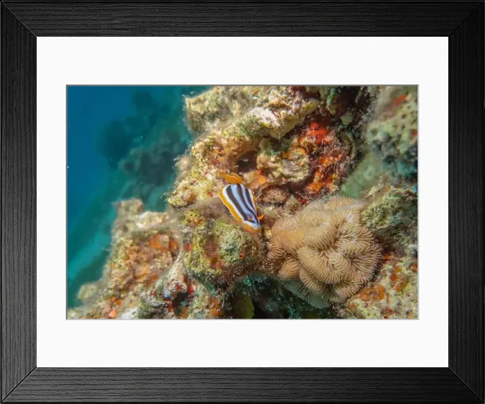 Framed Print : Sea Slug in the Red Sea Colorful and beautiful, Eilat Israel Framed Print : Sea Slug in the Red Sea Colorful and beautiful, Eilat Israel