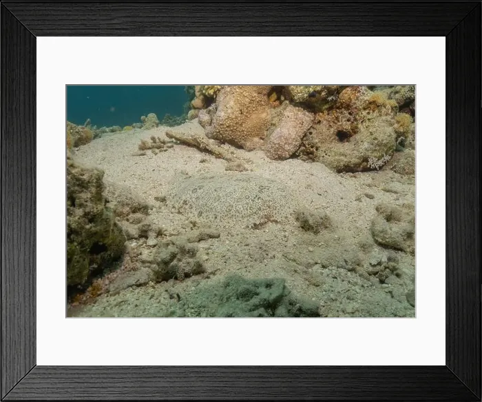 Framed Print : Fish swimming in the Red Sea, colorful fish, Eilat Israel Framed Print : Fish swimming in the Red Sea, colorful fish, Eilat Israel
