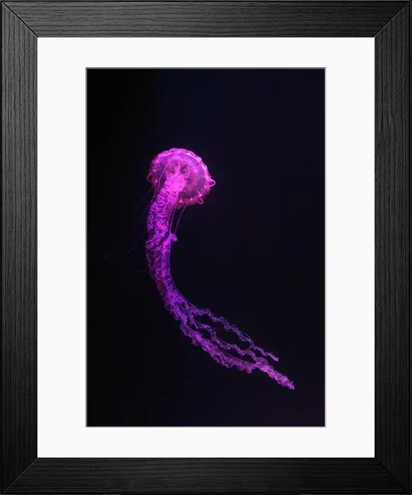 Framed Print : Purple striped Jellyfish, Chrysaora colorata swimming in dark water of aquarium tank illuminated with pink neon light