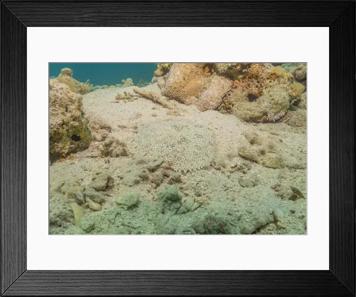 Framed Print : Fish swimming in the Red Sea, colorful fish, Eilat Israel Framed Print : Fish swimming in the Red Sea, colorful fish, Eilat Israel