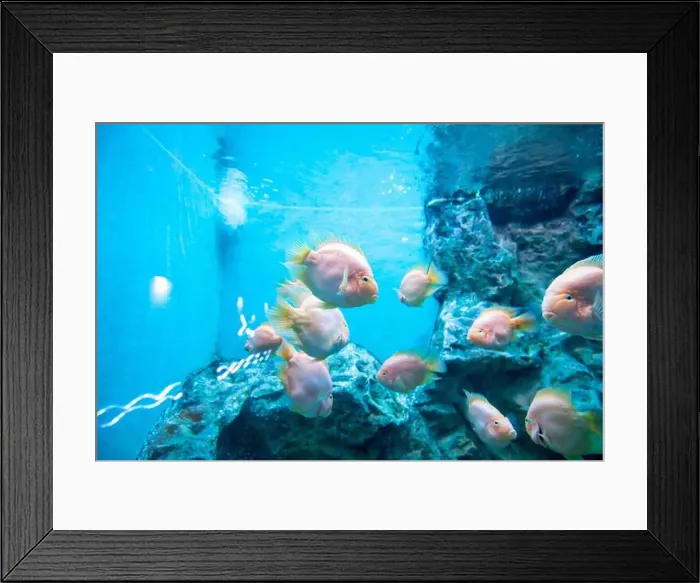 Framed Print : Orange parrot fish in the aquarium Framed Print : Orange parrot fish in the aquarium
