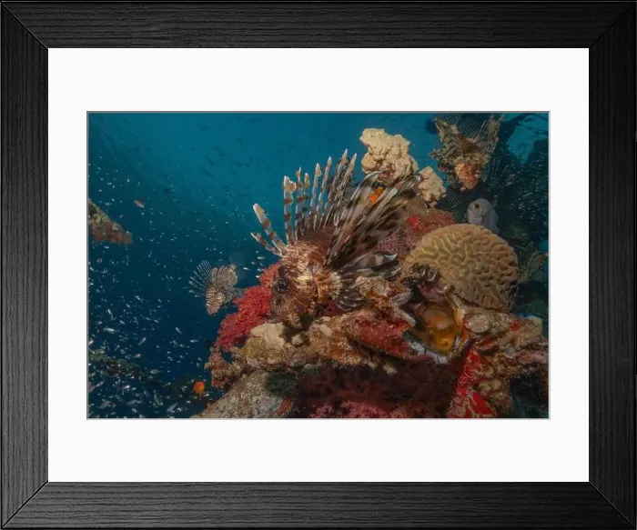 Framed Print : Lionfish in the Red Sea colorful fish, Eilat Israel Framed Print : Lionfish in the Red Sea colorful fish, Eilat Israel