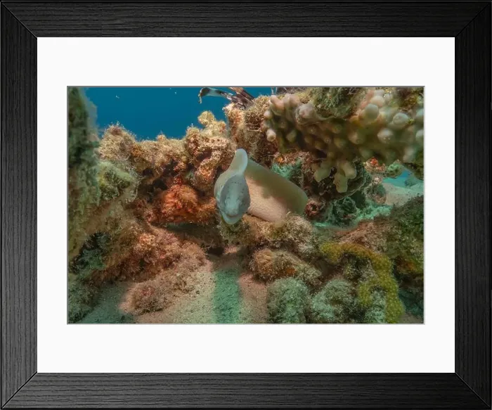 Framed Print : Moray eel Mooray lycodontis undulatus in the Red Sea, Eilat Israel Framed Print : Moray eel Mooray lycodontis undulatus in the Red Sea, Eilat Israel