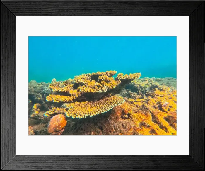 Framed Print : Vibrant underwater landscape showcasing a prominent coral with a fish hiding underneath amidst other marine life Framed Print : Vibrant underwater landscape showcasing a prominent coral with a fish hiding underneath amidst other marine life