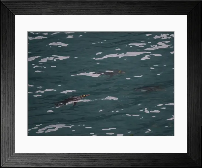 Framed Print : Penguin Macaroni (Eudyptes chrysolophs) swimming underwater, Hercules Bay, South Georgia, January 2014 Framed Print : Penguin Macaroni (Eudyptes chrysolophs) swimming underwater, Hercules Bay, South Georgia, January 2014