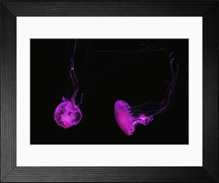 Framed Print : Atlantic sea nettle, Chrysaora quinquecirrha Framed Print : Atlantic sea nettle, Chrysaora quinquecirrha