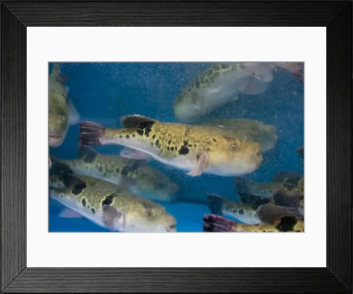 Framed Print : Fugu, or puffer fish, are luxury fish that are used as ingredients in food eaten all year round in Japan Framed Print : Fugu, or puffer fish, are luxury fish that are used as ingredients in food eaten all year round in Japan