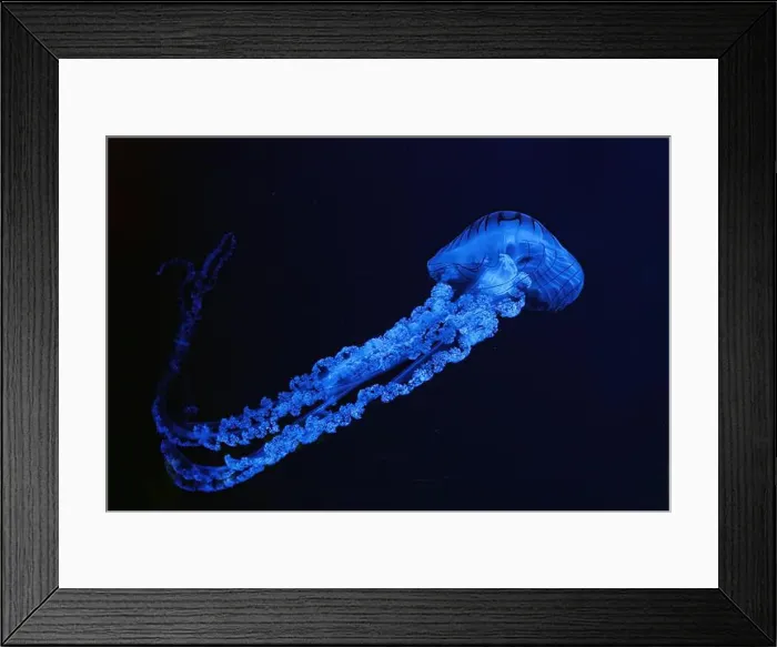 Framed Print : Jellifish South american sea nettle Framed Print : Jellifish South american sea nettle