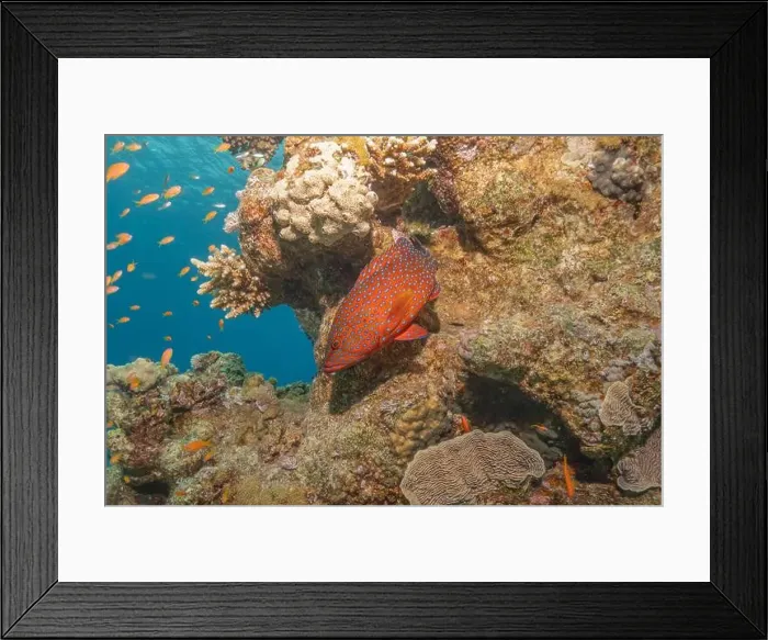 Framed Print : Fish swimming in the Red Sea, colorful fish, Eilat Israel Framed Print : Fish swimming in the Red Sea, colorful fish, Eilat Israel