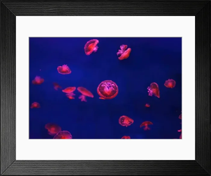 Framed Print : Mediterranean jellyfish Framed Print : Mediterranean jellyfish