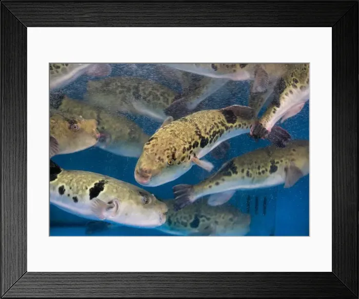 Framed Print : Fugu, or puffer fish, are luxury fish that are used as ingredients in food eaten all year round in Japan Framed Print : Fugu, or puffer fish, are luxury fish that are used as ingredients in food eaten all year round in Japan