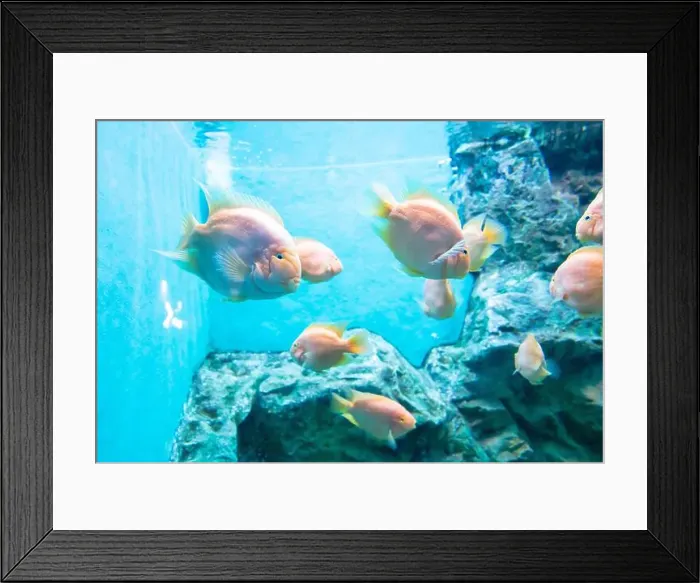 Framed Print : Orange parrot fish in the aquarium Framed Print : Orange parrot fish in the aquarium