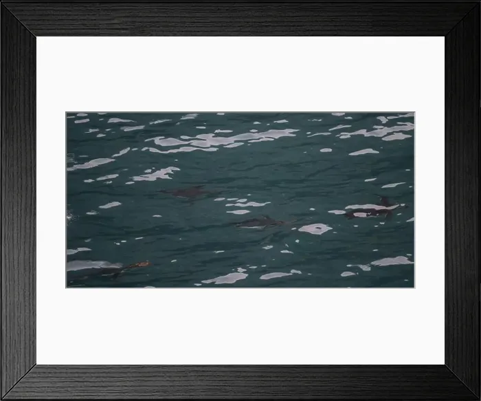 Framed Print : Penguin Macaroni (Eudyptes chrysolophs) swimming underwater, Hercules Bay, South Georgia, January 2014 Framed Print : Penguin Macaroni (Eudyptes chrysolophs) swimming underwater, Hercules Bay, South Georgia, January 2014