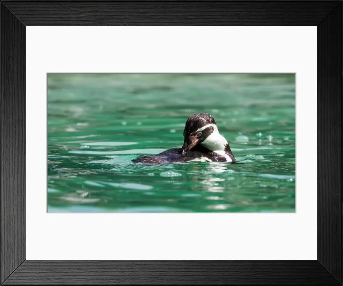 Framed Print : A Humboldt penguin, Spheniscus humboldti Framed Print : A Humboldt penguin, Spheniscus humboldti