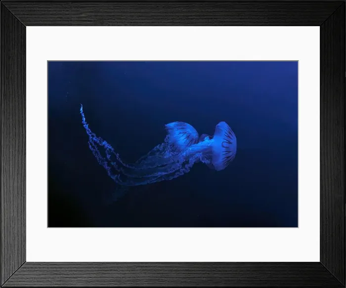 Framed Print : Jellifish South american sea nettle Framed Print : Jellifish South american sea nettle