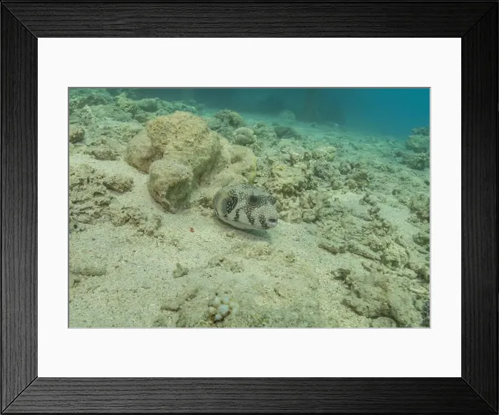 Framed Print : Fish swimming in the Red Sea, colorful fish, Eilat Israel Framed Print : Fish swimming in the Red Sea, colorful fish, Eilat Israel