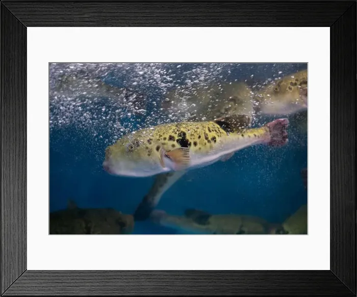 Framed Print : Fugu, or puffer fish, are luxury fish that are used as ingredients in food eaten all year round in Japan Framed Print : Fugu, or puffer fish, are luxury fish that are used as ingredients in food eaten all year round in Japan