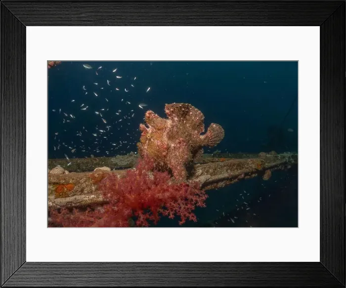 Framed Print : Frogfish swim in the Red Sea, colorful fish, Eilat Israel Framed Print : Frogfish swim in the Red Sea, colorful fish, Eilat Israel