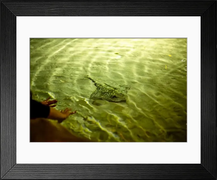 Framed Print : Aquarium of Genova. Large oceanarium near the port: aquariums with a recreated ecosystem Framed Print : Aquarium of Genova. Large oceanarium near the port: aquariums with a recreated ecosystem
