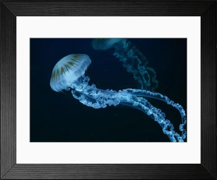 Framed Print : Jellifish South american sea nettle Framed Print : Jellifish South american sea nettle