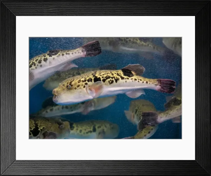 Framed Print : Fugu, or puffer fish, are luxury fish that are used as ingredients in food eaten all year round in Japan Framed Print : Fugu, or puffer fish, are luxury fish that are used as ingredients in food eaten all year round in Japan