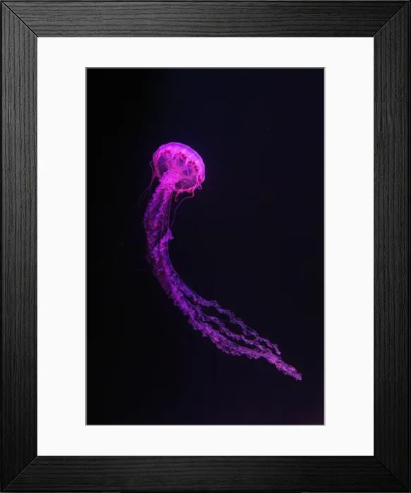 Framed Print : Purple striped Jellyfish, Chrysaora colorata swimming in dark water of aquarium tank illuminated with pink neon light Framed Print : Purple striped Jellyfish, Chrysaora colorata swimming in dark water of aquarium tank illuminated with pink neon light