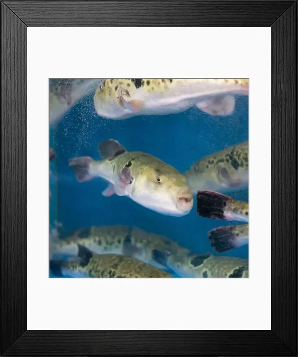 Framed Print : Fugu, or puffer fish, are luxury fish that are used as ingredients in food eaten all year round in Japan Framed Print : Fugu, or puffer fish, are luxury fish that are used as ingredients in food eaten all year round in Japan