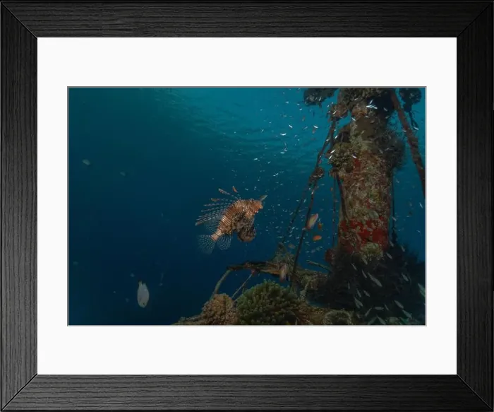 Framed Print : Lionfish in the Red Sea colorful fish, Eilat Israel Framed Print : Lionfish in the Red Sea colorful fish, Eilat Israel