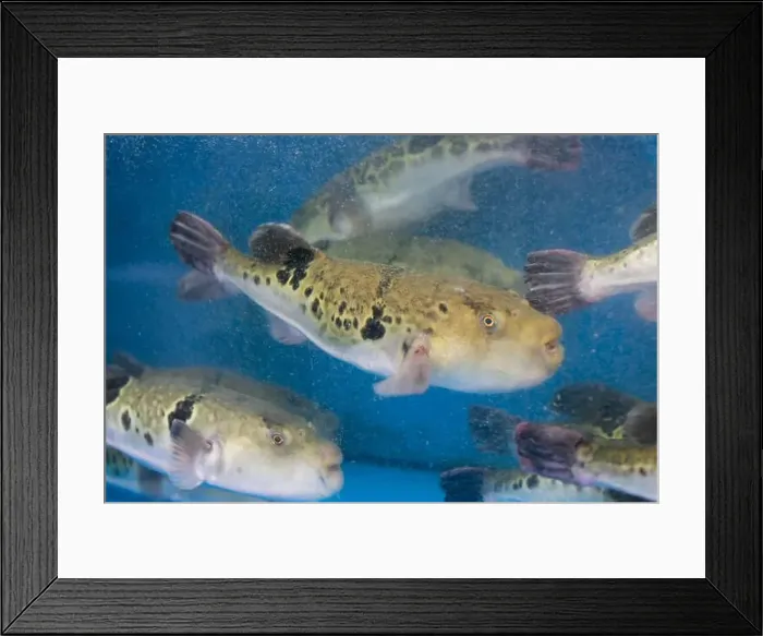 Framed Print : Fugu, or puffer fish, are luxury fish that are used as ingredients in food eaten all year round in Japan Framed Print : Fugu, or puffer fish, are luxury fish that are used as ingredients in food eaten all year round in Japan