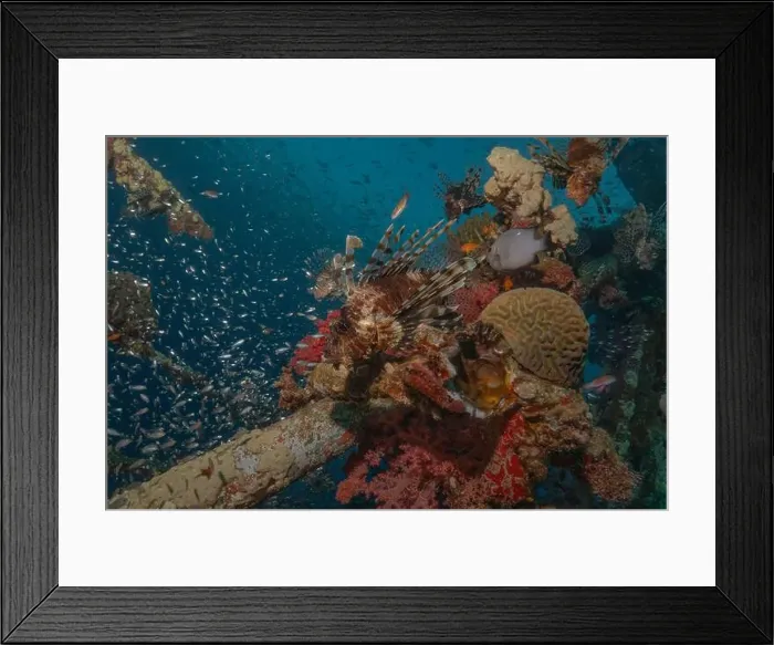 Framed Print : Lionfish in the Red Sea colorful fish, Eilat Israel Framed Print : Lionfish in the Red Sea colorful fish, Eilat Israel