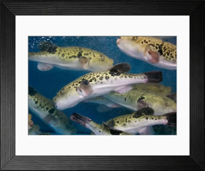 Framed Print : Fugu, or puffer fish, are luxury fish that are used as ingredients in food eaten all year round in Japan Framed Print : Fugu, or puffer fish, are luxury fish that are used as ingredients in food eaten all year round in Japan