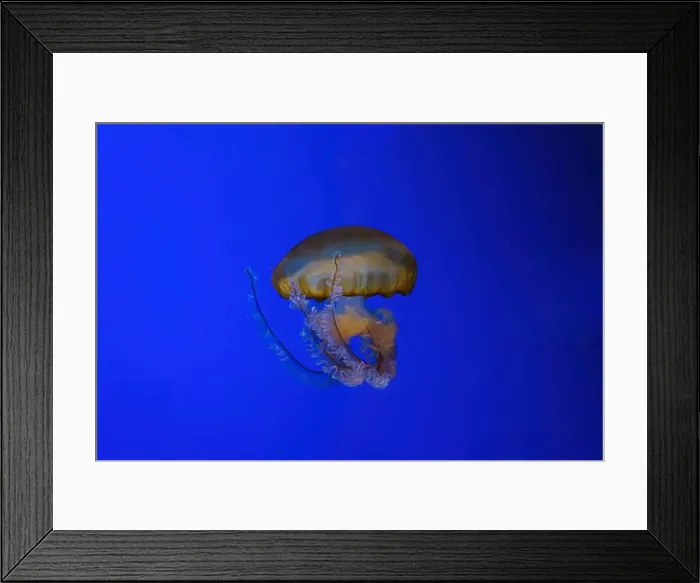 Framed Print : Pacific sea nettle, Orange jellyfish or Chrysaora fuscescens swimming in blue water of aquarium tank Framed Print : Pacific sea nettle, Orange jellyfish or Chrysaora fuscescens swimming in blue water of aquarium tank