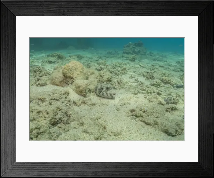 Framed Print : Fish swimming in the Red Sea, colorful fish, Eilat Israel Framed Print : Fish swimming in the Red Sea, colorful fish, Eilat Israel