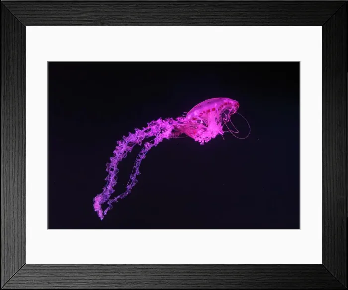 Framed Print : Purple striped Jellyfish, Chrysaora colorata swimming in dark water of aquarium tank illuminated with pink neon light Framed Print : Purple striped Jellyfish, Chrysaora colorata swimming in dark water of aquarium tank illuminated with pink neon light