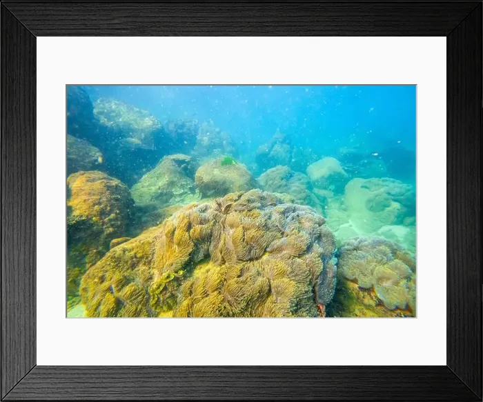 Framed Print : Sea anemone tentacles colony settlements in their natural habitat warm tropical waters on rocks corals reef Framed Print : Sea anemone tentacles colony settlements in their natural habitat warm tropical waters on rocks corals reef