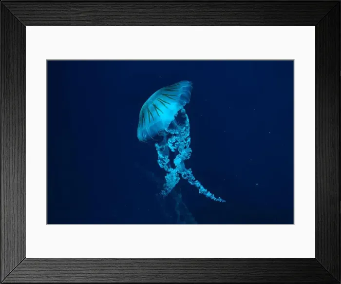 Framed Print : Jellifish South american sea nettle Framed Print : Jellifish South american sea nettle