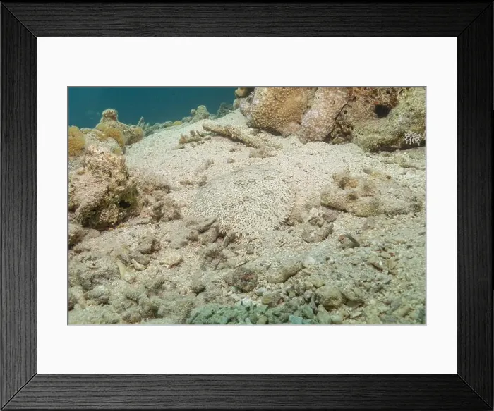Framed Print : Fish swimming in the Red Sea, colorful fish, Eilat Israel Framed Print : Fish swimming in the Red Sea, colorful fish, Eilat Israel