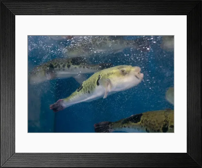 Framed Print : Fugu, or puffer fish, are luxury fish that are used as ingredients in food eaten all year round in Japan Framed Print : Fugu, or puffer fish, are luxury fish that are used as ingredients in food eaten all year round in Japan