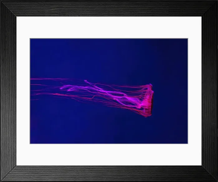 Framed Print : Fluorescent jellyfish swimming underwater aquarium pool with red neon light Framed Print : Fluorescent jellyfish swimming underwater aquarium pool with red neon light