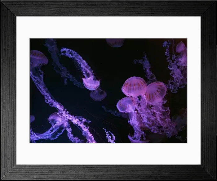 Framed Print : Group of Jellifish South american sea nettle Framed Print : Group of Jellifish South american sea nettle