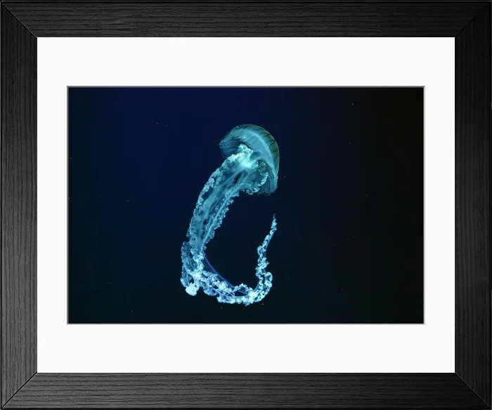 Framed Print : Jellifish South american sea nettle Framed Print : Jellifish South american sea nettle