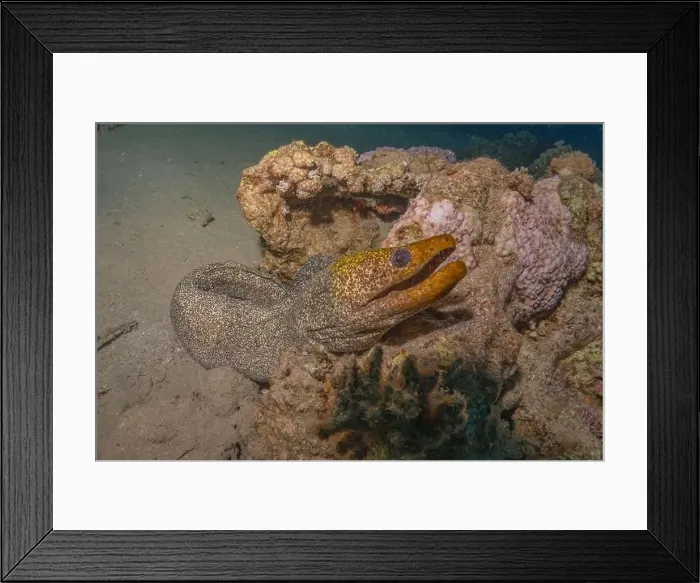 Framed Print : Moray eel Mooray lycodontis undulatus in the Red Sea, Eilat Israel Framed Print : Moray eel Mooray lycodontis undulatus in the Red Sea, Eilat Israel