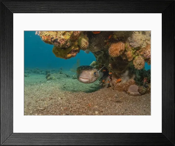 Framed Print : Fish swimming in the Red Sea, colorful fish, Eilat Israel Framed Print : Fish swimming in the Red Sea, colorful fish, Eilat Israel